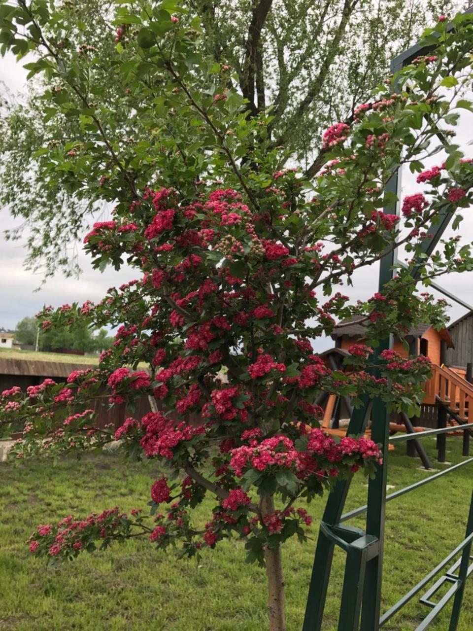 Pensiunea Dany - Crys Zvoristea Exterior foto